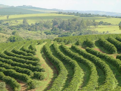 Brazil-Fazenda-da-Lagoa